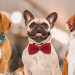 Soluções Pet Shop