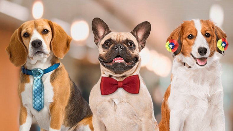 Soluções Pet Shop