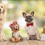 Sea un emprendedor exitoso vendiendo ¡Lazo perro, corbata para perro y lazo para artesanías!